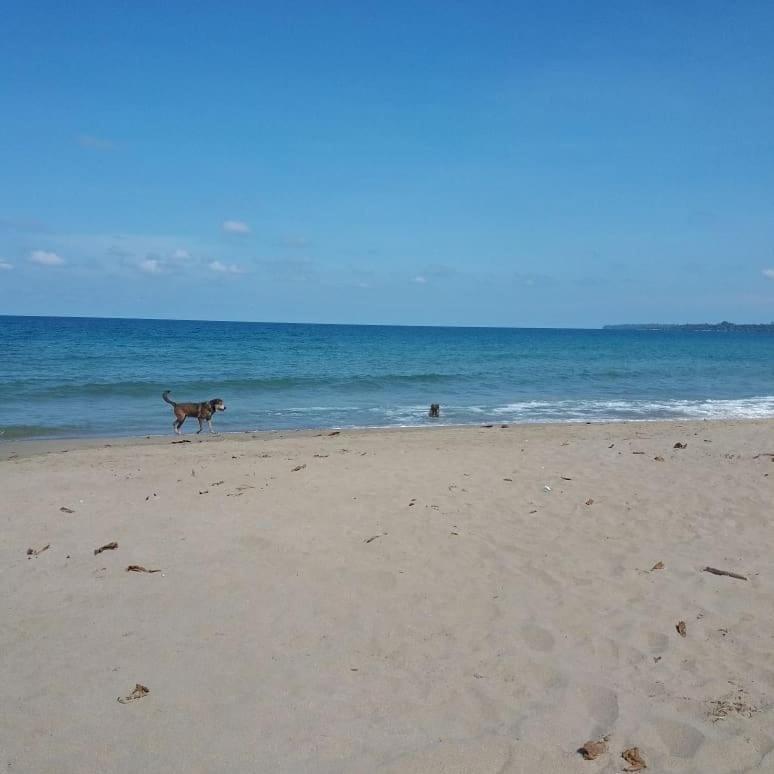 Tasty Dayz Hostel Puerto Viejo de Talamanca Ngoại thất bức ảnh